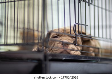 A Puppy With A Wrinkled Face Pitbull, Poor, Fat, Lying In A Cage. Cute Face Wants To Come Out For A Run For Sale Waiting For Someone To Take Ownership