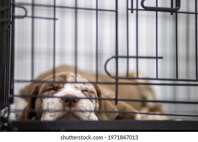 A Puppy With A Wrinkled Face Pitbull, Poor, Fat, Lying In A Cage. Cute Face Wants To Come Out For A Run For Sale Waiting For Someone To Take Ownership