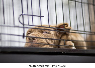 A Puppy With A Wrinkled Face Pitbull, Poor, Fat, Lying In A Cage. Cute Face Wants To Come Out For A Run For Sale Waiting For Someone To Take Ownership