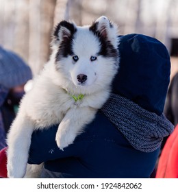 Puppy Yakut Husky Sits In The Hands Of A Girl.