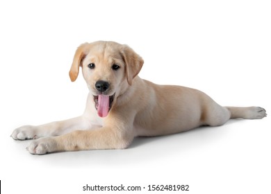 Puppy Yellow Labrador Retriever lay down and tongue out- two months old- isolated on white background