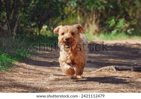 Puppy, Yorkie, Dog very beautiful pictures 