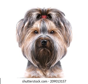 Puppy Yorkshire Terrier On The White Background