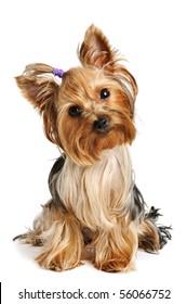 Puppy Yorkshire Terrier  On The White Background