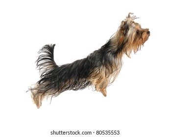 Puppy Yorkshire Terrier On The White Background