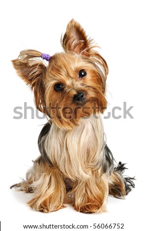 Puppy yorkshire terrier  on the white background