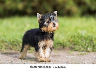 puppy Yorkshire Terrier in the Park