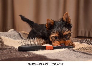 puppy comb