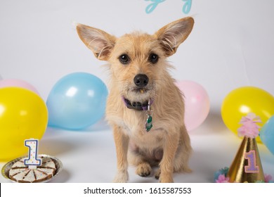 Pup's 1st Birthday In White Cyc Studio With Pastel Balloons And Decorations