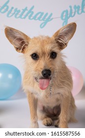 Pup's 1st Birthday In White Cyc Studio With Pastel Balloons And Decorations