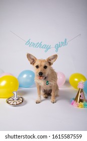 Pup's 1st Birthday In White Cyc Studio With Pastel Balloons And Decorations