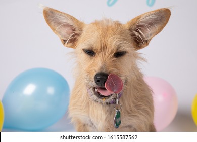 Pup's 1st Birthday In White Cyc Studio With Pastel Balloons And Decorations