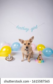 Pup's 1st Birthday In White Cyc Studio With Pastel Balloons And Decorations