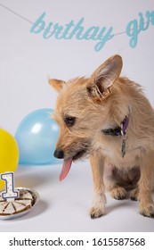 Pup's 1st Birthday In White Cyc Studio With Pastel Balloons And Decorations