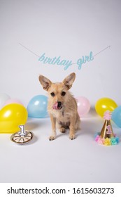 Pup's 1st Birthday In White Cyc Studio With Pastel Balloons And Decorations