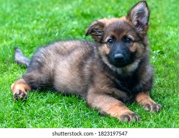 Purbreed Images, Stock Photos & Vectors | Shutterstock