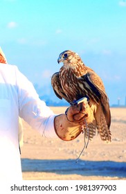 A Pure Arabian Falcon Reddy For Hunting -QATAR 