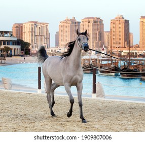 A Pure Arabian Horse In Katara Beach -QATAR 