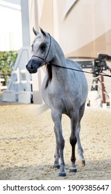 Pure Arabian Horse In Katara -QATAR