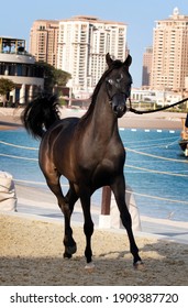 A Pure Arabian Horse In Katara -QATAR 