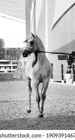 A Pure Arabian Horse In Katara -QATAR