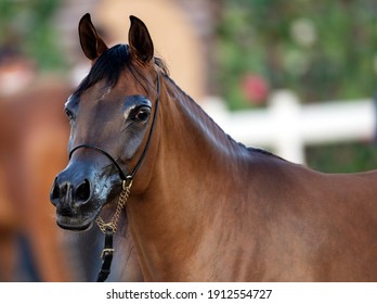 Pure Arabian Horse In Katara - QATAR