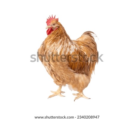 Pure breed of beautiful chicken. Buff Orpington rooster golden isolated on white background.