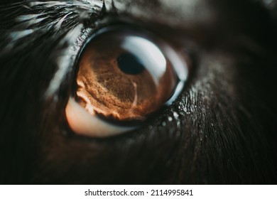 Pure breed border collie resting on a couch. Storytelling concept about domestic animals - Powered by Shutterstock