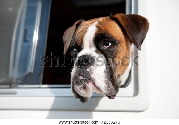 Pure\
breed Bull dog is looking out of the car\
window