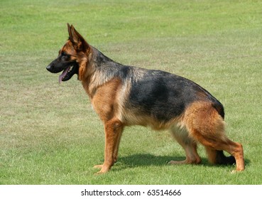 Breed Champion German Shepherd Dog Photo (Edit Now) 63514666