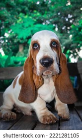 A Pure Breed And Cute Basset Hound