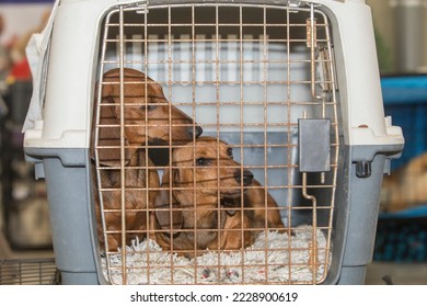 Pure breed dachshund mother and son resting in the crate. Selective focus - Shutterstock ID 2228900619