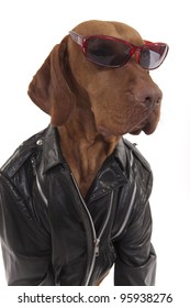 dog in leather jacket