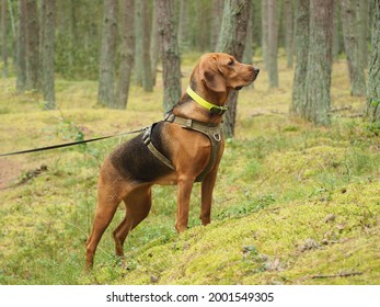 Pure Breed Dog - Polish Hound In The Forest