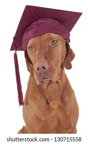pure breed gold color pointer dog wearing graduation cap with tassel isolated on white background