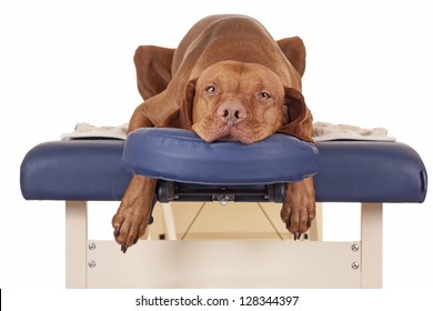 pure breed golden color dog laying relaxed on a massage table isolated on white background
