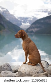 Pure Breed Hungarian Vizsla Show Dog Sitting Outdoors By Mountain Lake