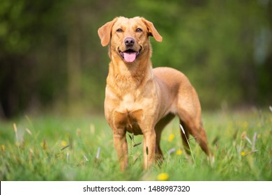 Pure breed Labrador Retriever dog from working line - Shutterstock ID 1488987320