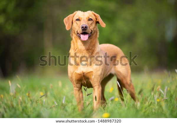 Foto Stok Pure Breed Labrador Retriever Dog Working Edit Sekarang 1488987320