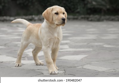 Pure Breed Male Labrador Puppy