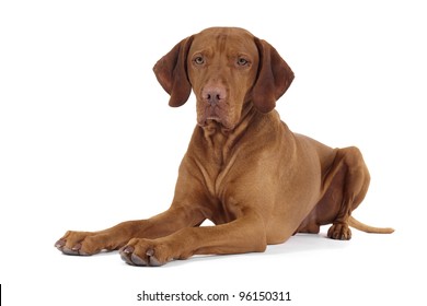 Pure Breed Vizsla Dog Laying Down On White Background