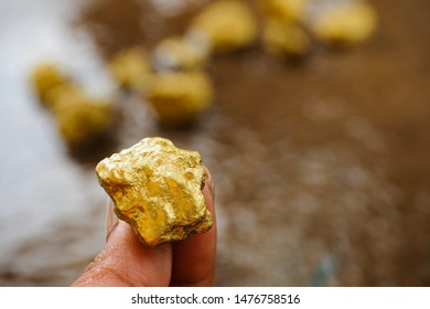 Pure gold ore found in the mine is in the hand.
