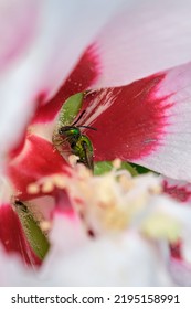 Pure Green Sweat Bee Covered In Pollen Deep Inside The Flower