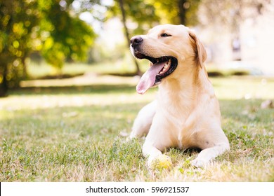 Pure happiness and joy - Shutterstock ID 596921537