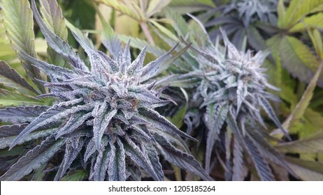 pure indica weed plant called Deep Chunk