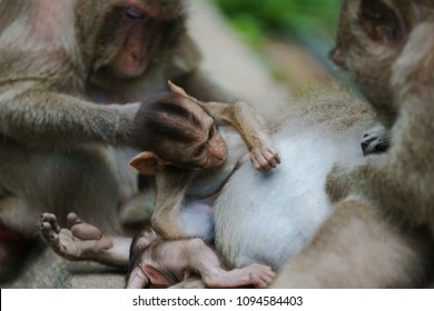 Pure love between the monkey and its baby. - Shutterstock ID 1094584403
