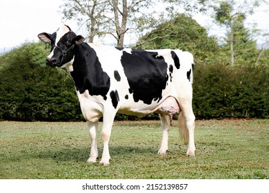 Pure Milk Holstein Cow Origin Mother Stock Photo 2152139857 | Shutterstock