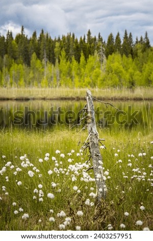 Pure nature in the wildnerness of Finland