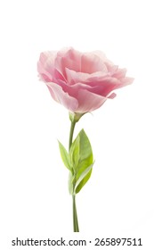 Pure Romantic Pink Rose Fresh Leaves Stock Photo 265897511 | Shutterstock