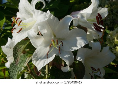 Pure White Casablanca Lily Blossoms